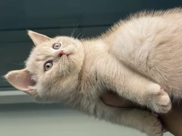 Safkan British Shorthair Fawn 3 Aylık Erkek