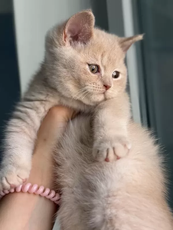 Safkan British Shorthair Fawn 3 Aylık Erkek