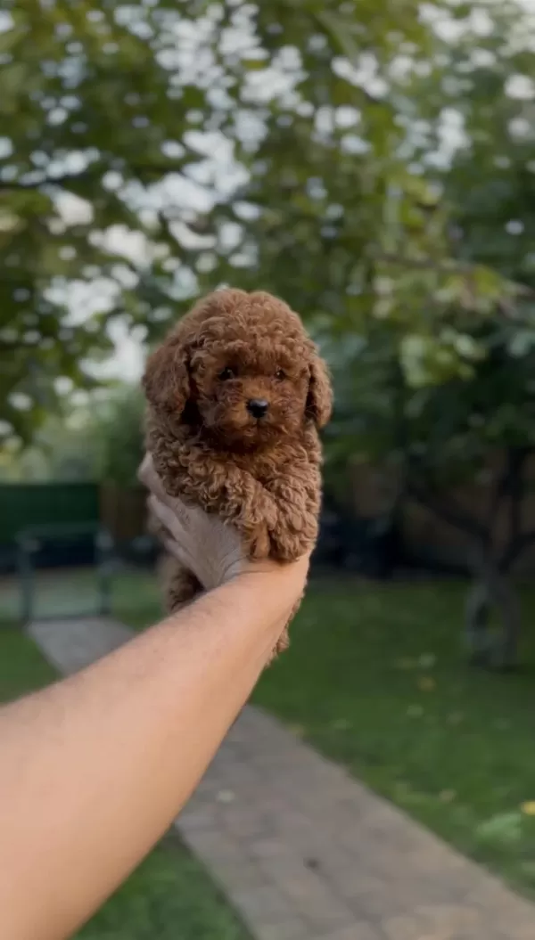 Sağlık Ve İrk Garantili Toy Poodle Yavrularımız
