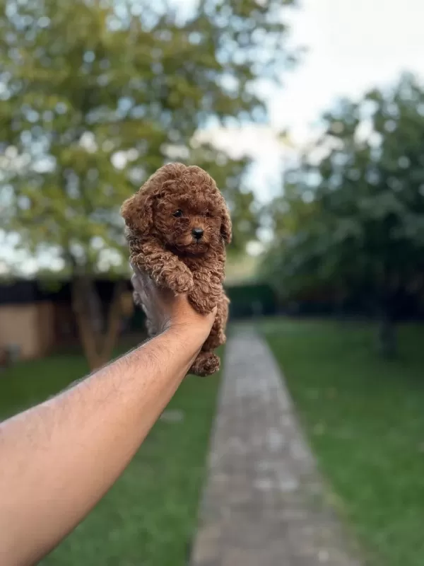 Sağlık Ve İrk Garantili Toy Poodle Yavrularımız