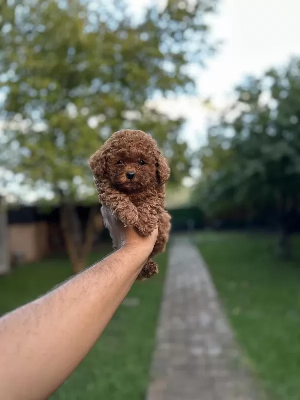 Sağlık Ve İrk Garantili Toy Poodle Yavrularımız