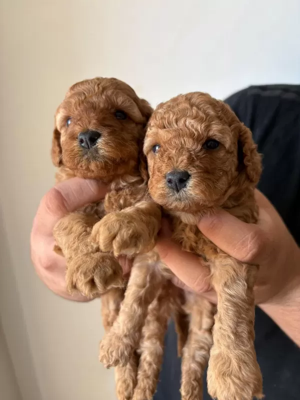 25 Günlük Minik Poodle Kızlarım