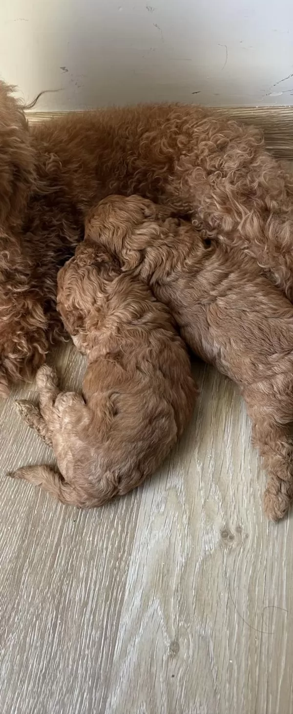 25 Günlük Minik Poodle Kızlarım
