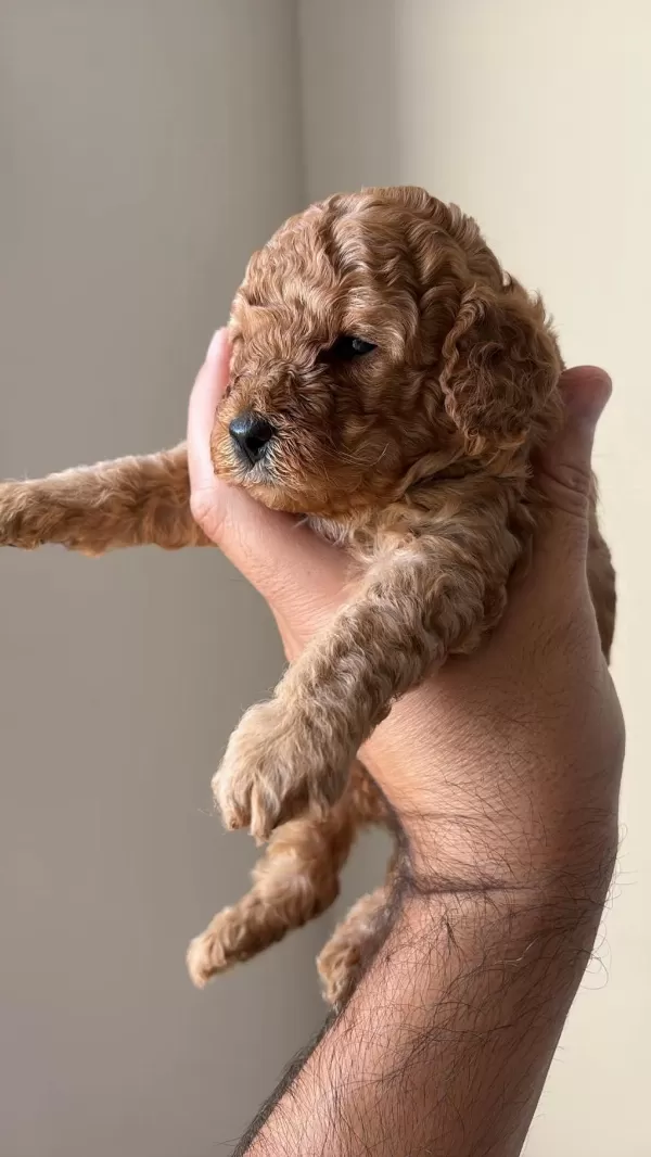 25 Günlük Minik Poodle Kızlarım