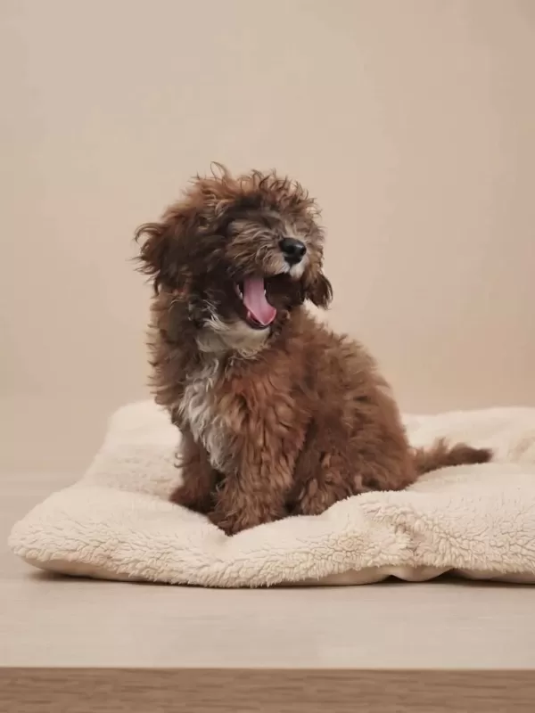 İrk & Sağlık Garantili Sevimli Maltipoo