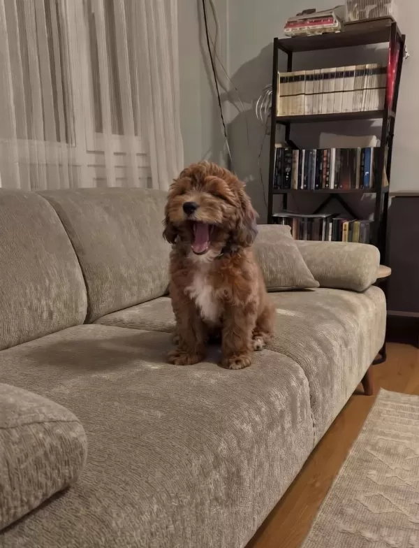 İrk & Sağlık Garantili Sevimli Maltipoo