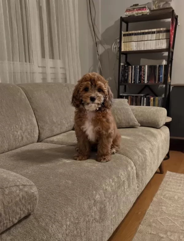 İrk & Sağlık Garantili Sevimli Maltipoo