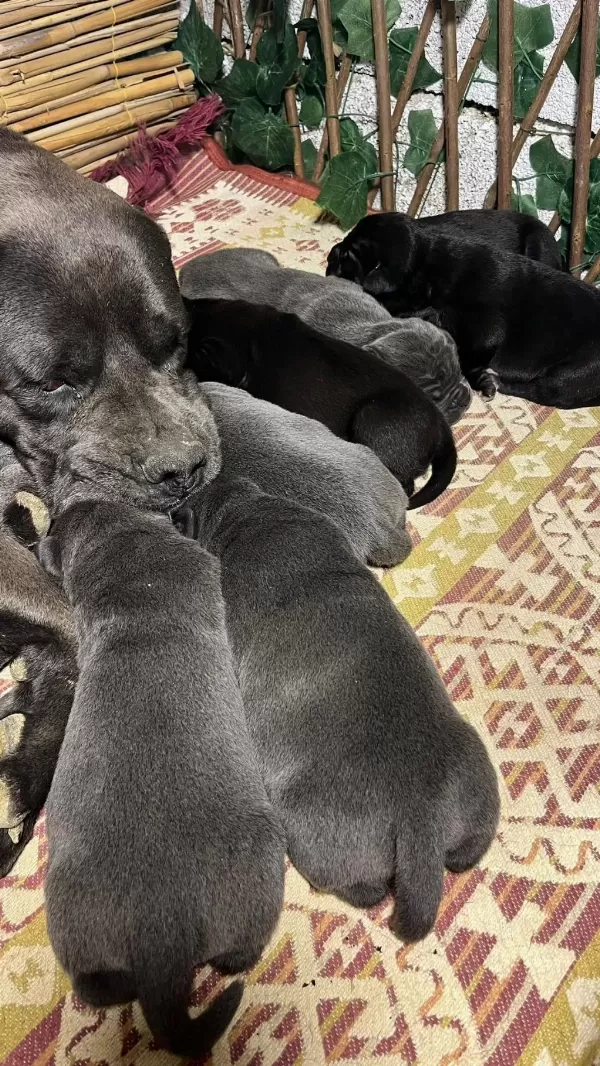 Koca Kafa Orjinal Cane Corso Yavrulari