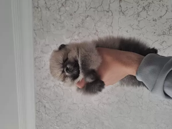 Minik Pomeranian Pandalar