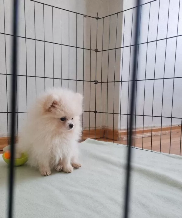 Minik Pomeranian Pandalar