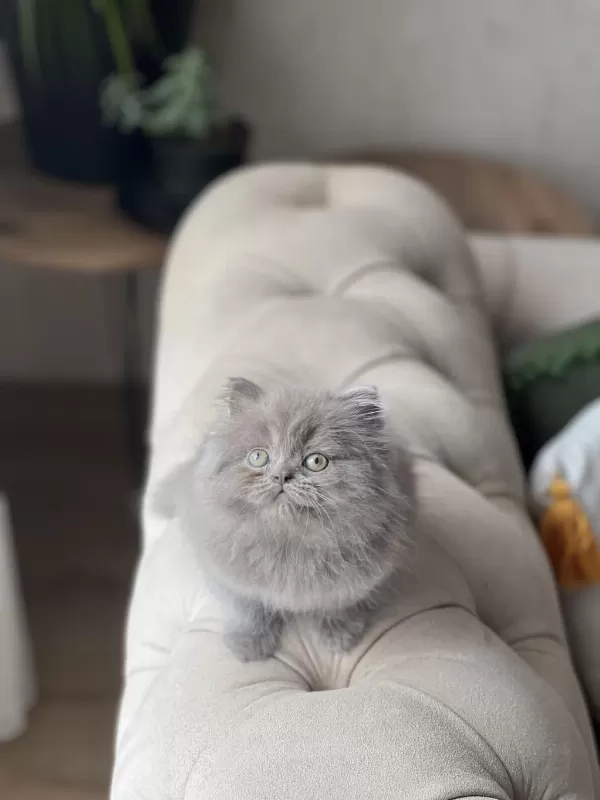 Show Kalite British Longhair Yavrum