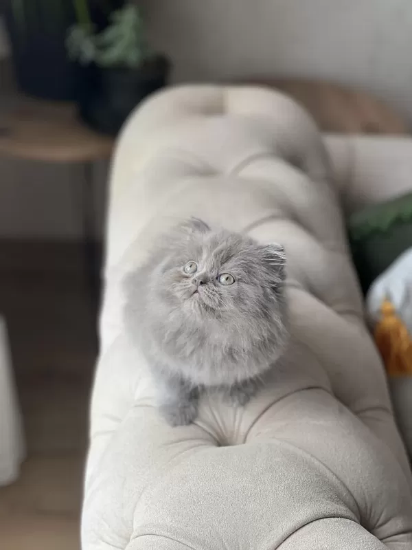 Show Kalite British Longhair Yavrum
