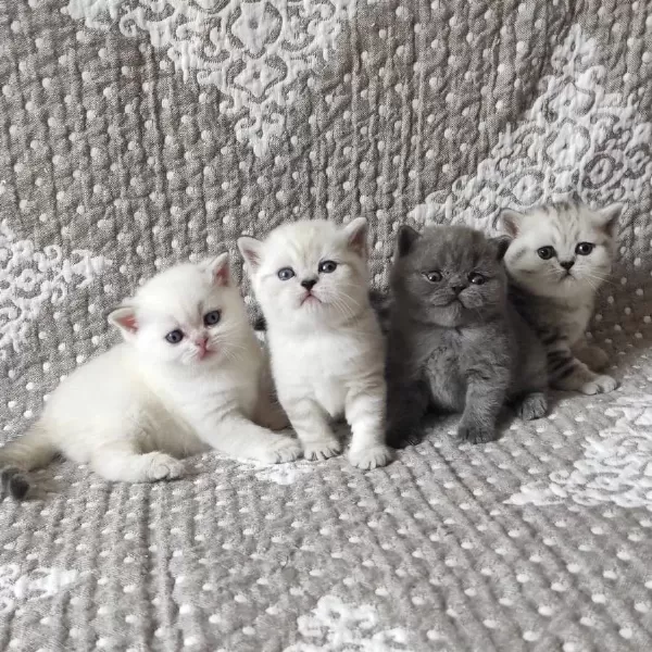 British Shorthair Yavrulari