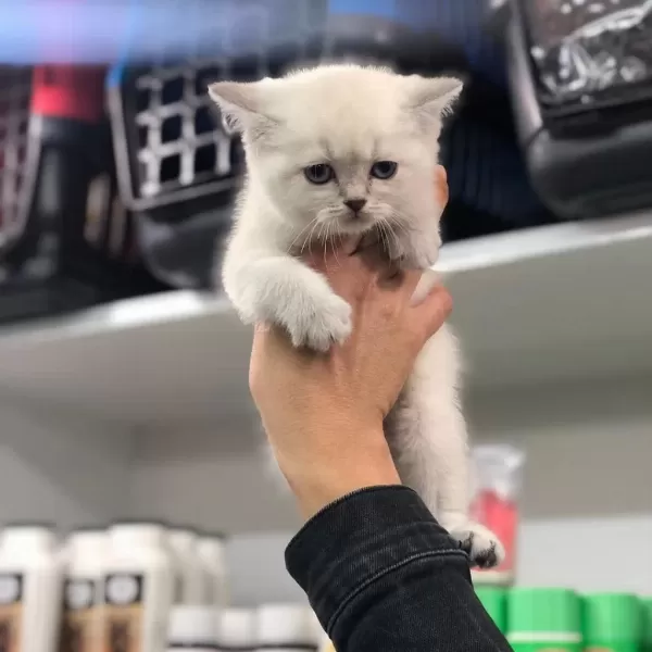 British Shorthair Yavrulari