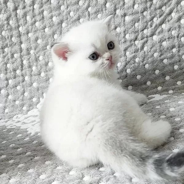 British Shorthair Yavrulari