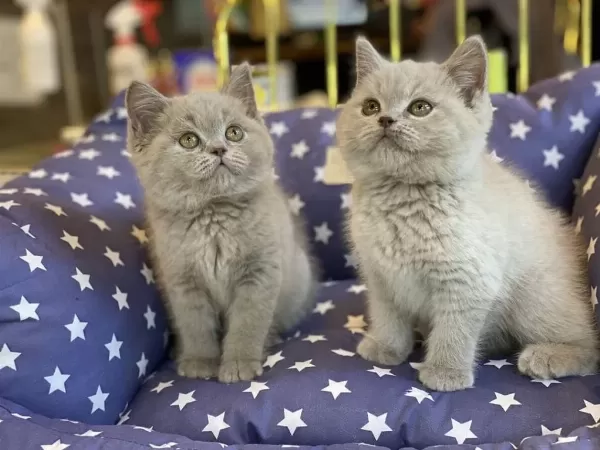 British Shorthair Yavrulari