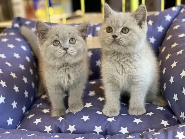 British Shorthair Yavrulari