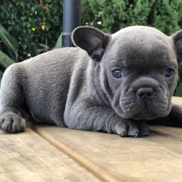 French Bulldog Yavrulari