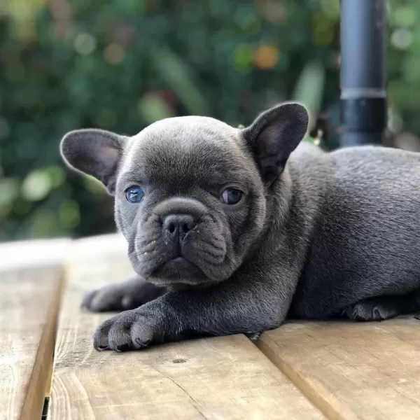 French Bulldog Yavrulari