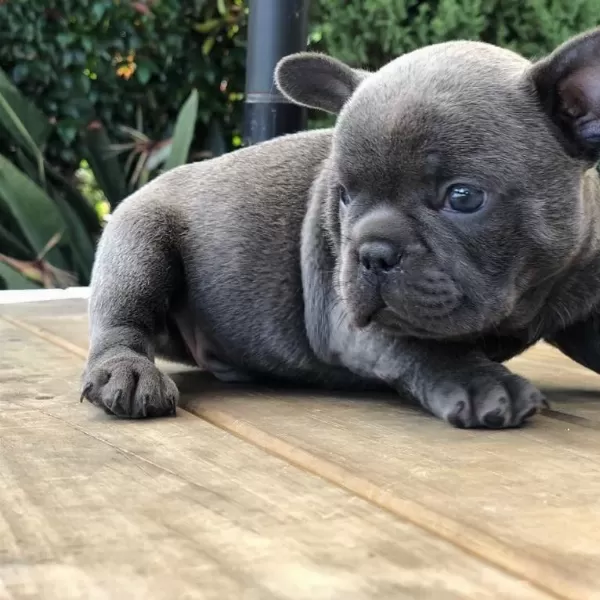 French Bulldog Yavrulari