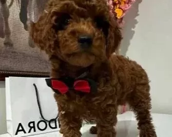 Toy Poodlye