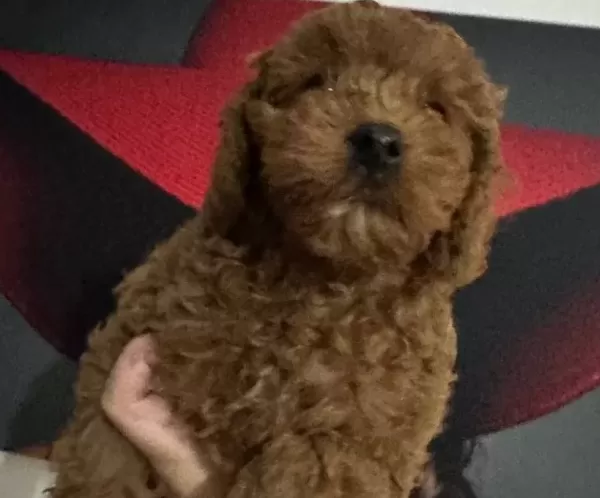 Toy Poodlye