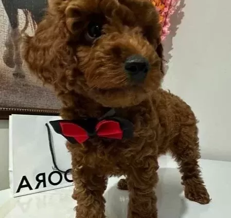 Toy Poodlye