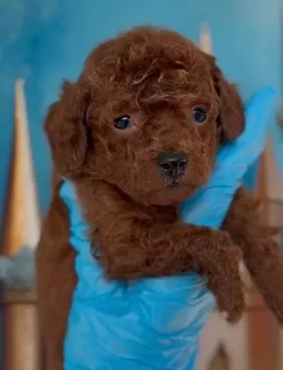 Antialerjik Toy Poodle Yavrular