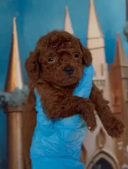 Antialerjik Toy Poodle Yavrular