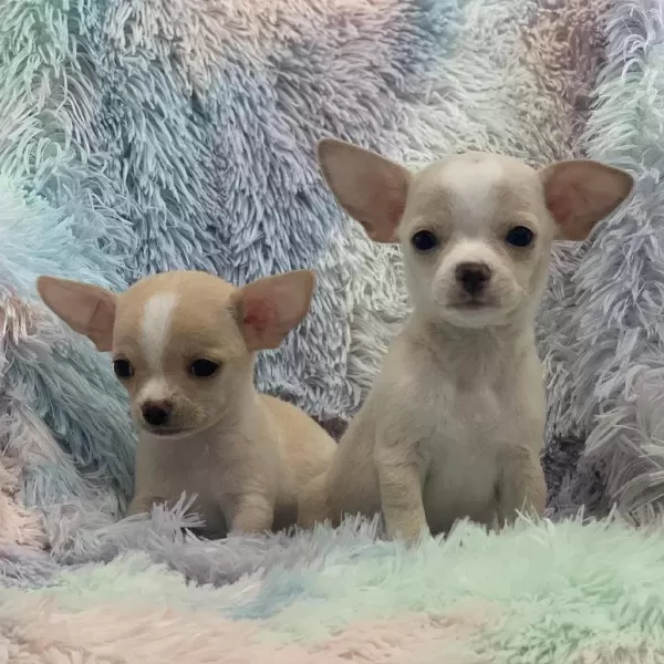 Dünya Tatlisi Chihuahua Yavrulari