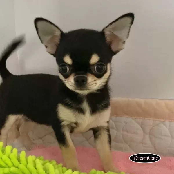 Dünya Tatlisi Chihuahua Yavrulari