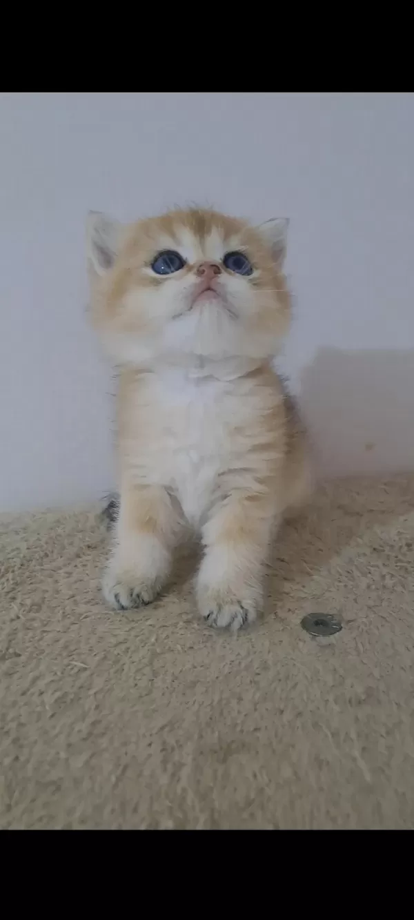 British Shorthair Golden Erkek