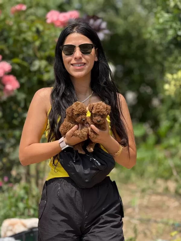 Aşili Çiş Eğitimli Toy Poodle Bebekler