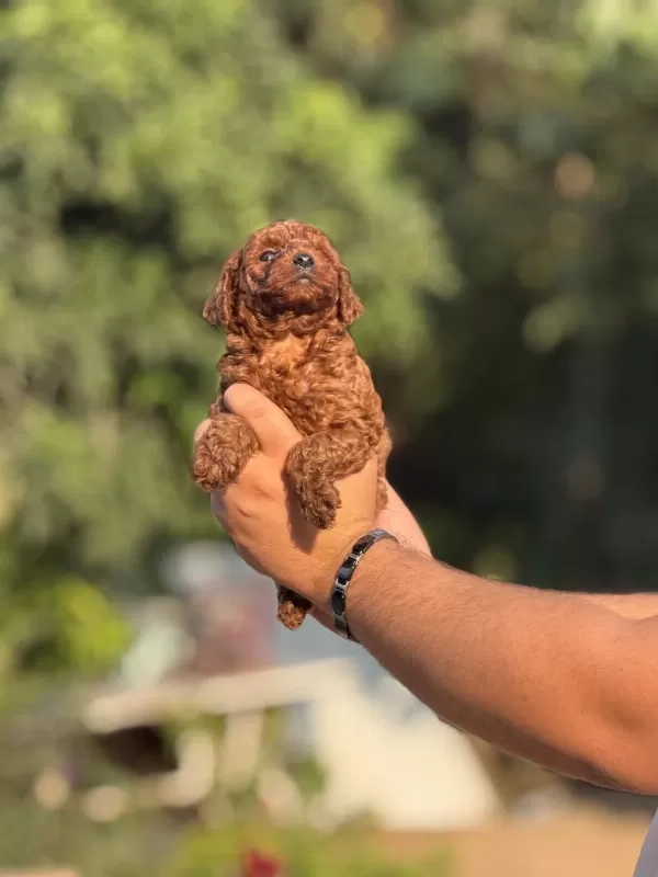 Aşili Çiş Eğitimli Toy Poodle Bebekler