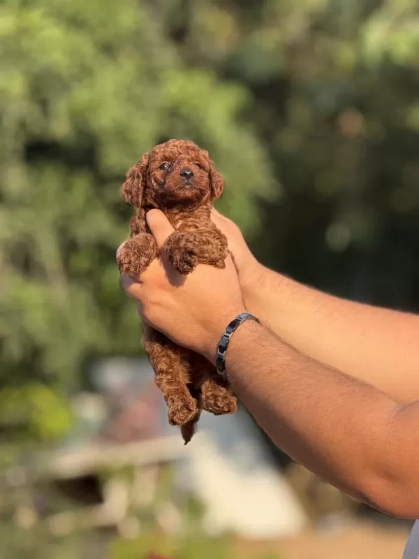 Aşili Çiş Eğitimli Toy Poodle Bebekler