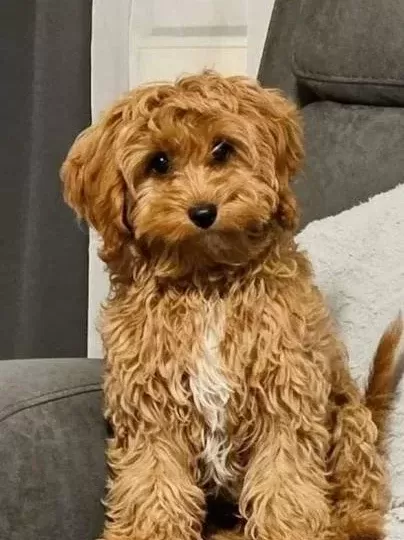 Kahve Tonlu Malti̇poo Ci̇nsi̇ Yavrular