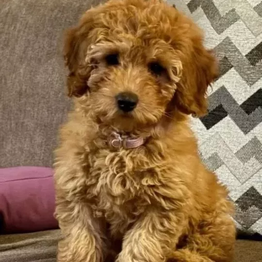Kahve Tonlu Malti̇poo Ci̇nsi̇ Yavrular