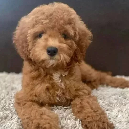 Kahve Tonlu Malti̇poo Ci̇nsi̇ Yavrular