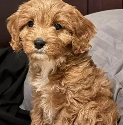 Kahve Tonlu Malti̇poo Ci̇nsi̇ Yavrular