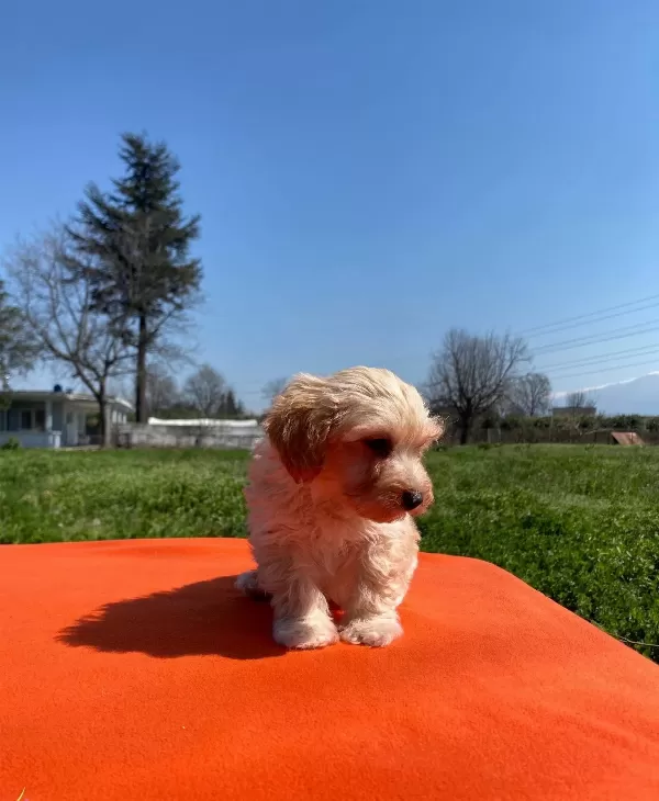 Maltipoo Bebekler