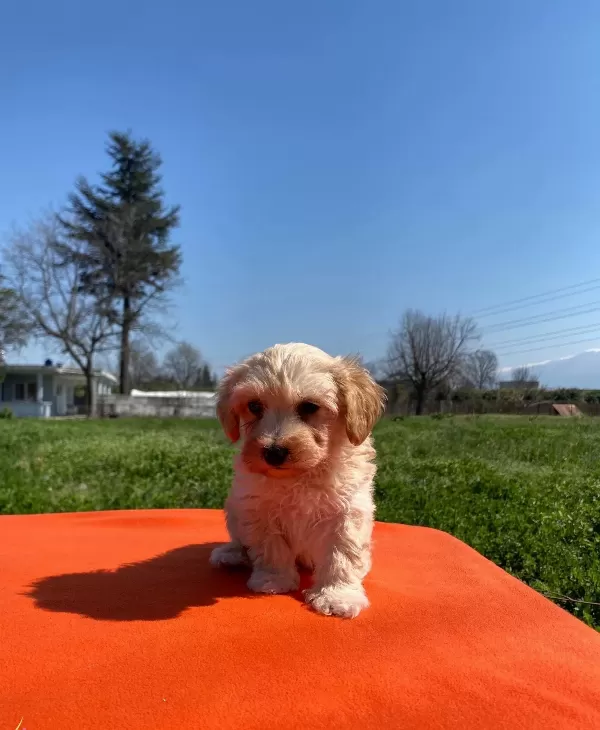 Maltipoo Bebekler