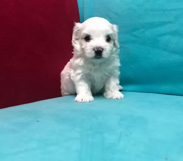 Pamuk Şeker Maltese Terrier Yavrularımız