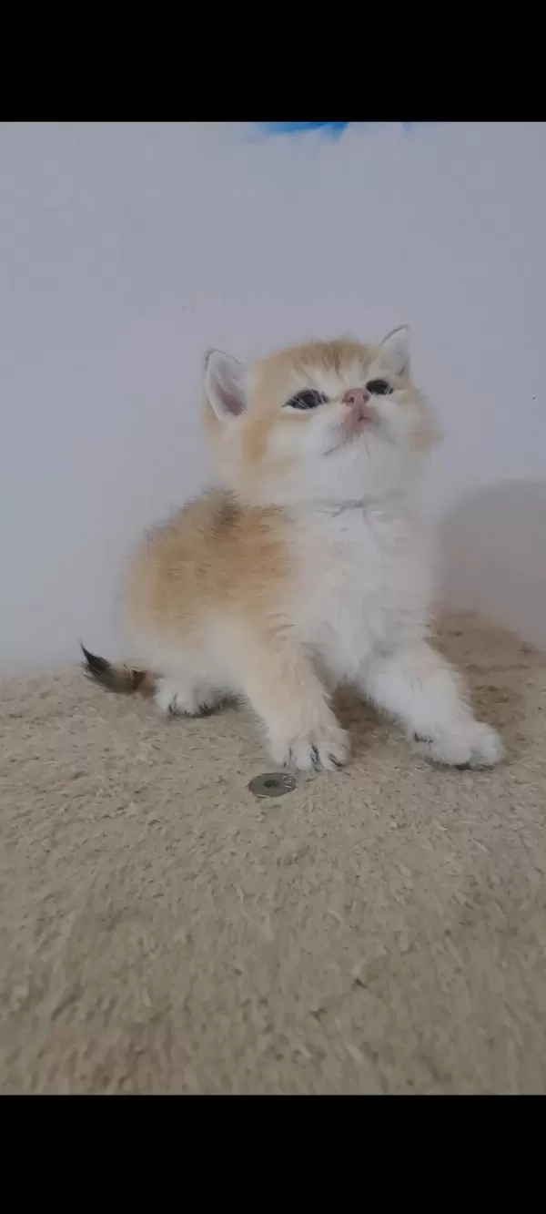 British Shorthair Golden Erkek