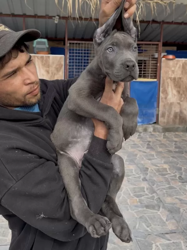 Cane Corsa Alan Koruma Köpeği Üst Düzey Yavrularım