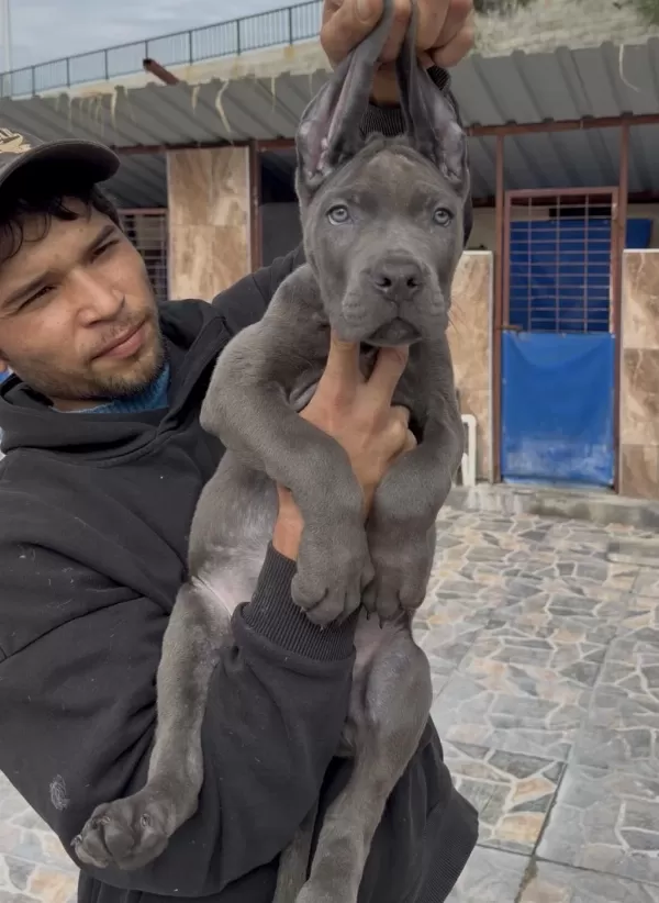 Cane Corsa Alan Koruma Köpeği Üst Düzey Yavrularım