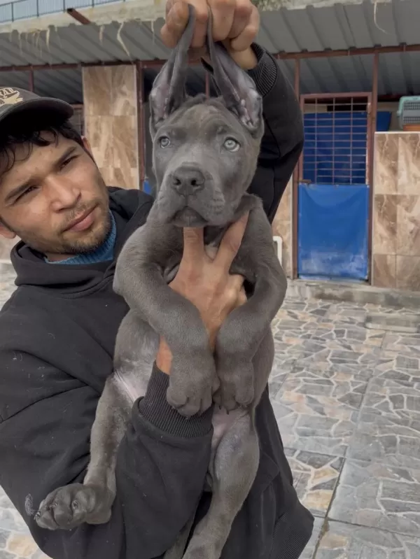 Cane Corsa Alan Koruma Köpeği Üst Düzey Yavrularım