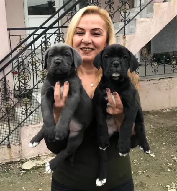 Dev Gibi Muhteşem Cane Corso Yavrularımız