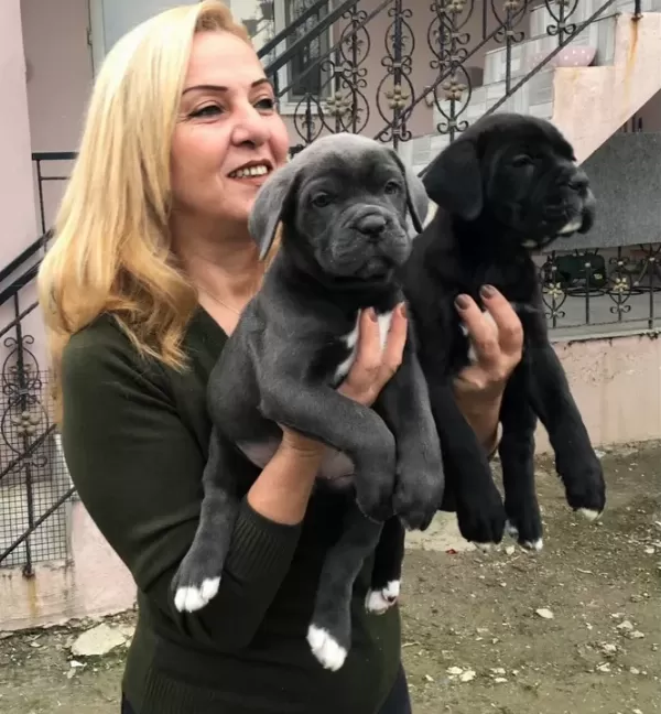 Dev Gibi Muhteşem Cane Corso Yavrularımız