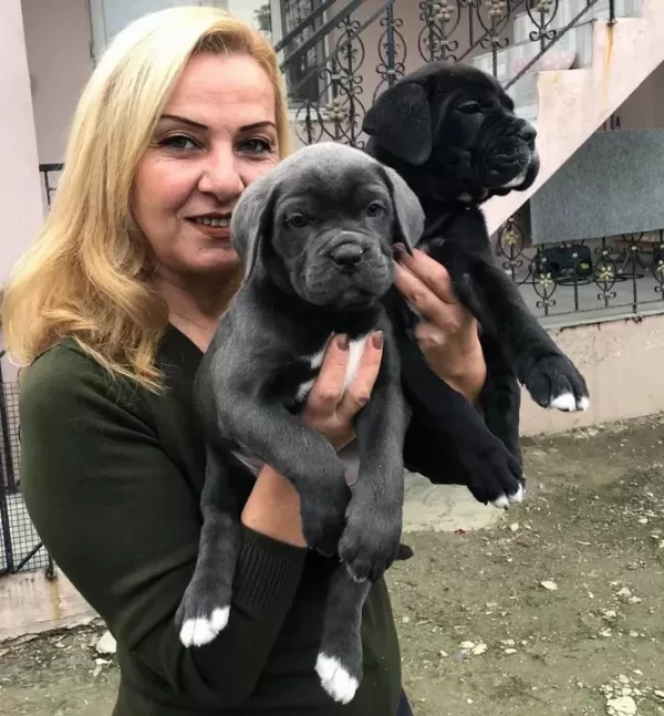 Dev Gibi Muhteşem Cane Corso Yavrularımız
