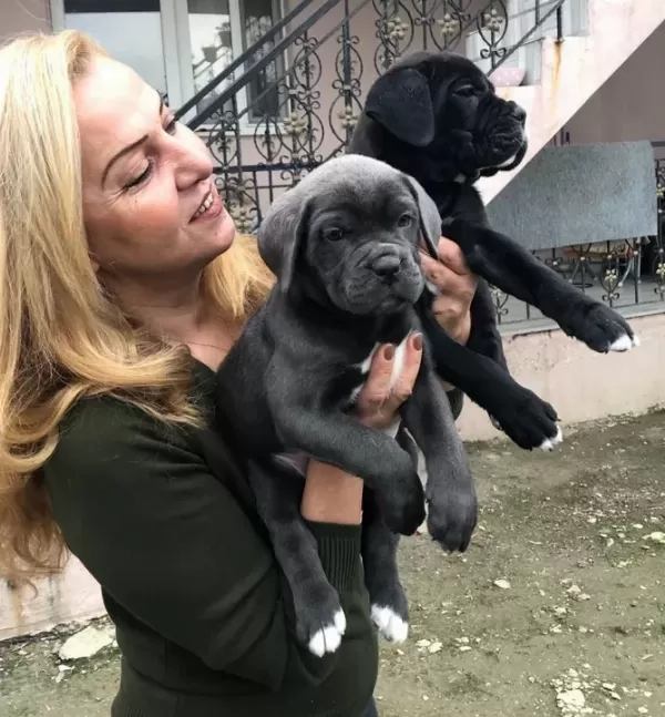 Dev Gibi Muhteşem Cane Corso Yavrularımız